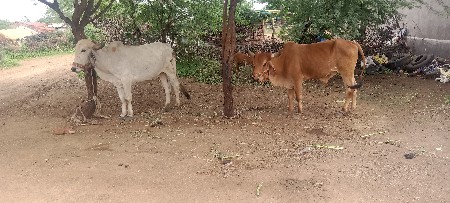Junagarh Jila ke Sankalp