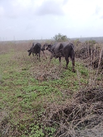 બેય ખરેલી વેચવાની છે