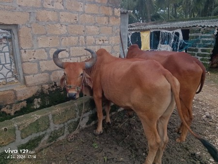 બળદ વેચવાના છે .....