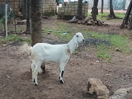 બકરી વેચવાની છે