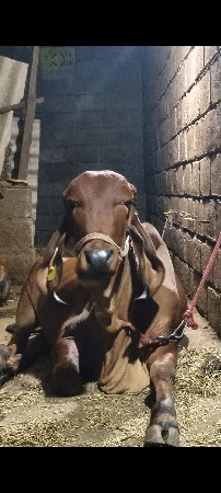ચાર મહિના ગાભણછે
