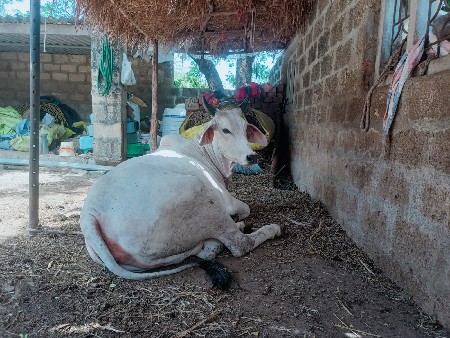 હોડકી છે