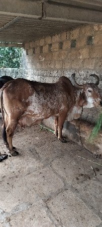 gay desi vesavani se