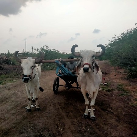 બળદ વેચવાના છે ટોટલ જવાબદારીથી