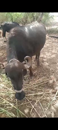 ખડૅલી