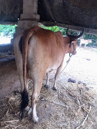 કોડીનાર વડનગર