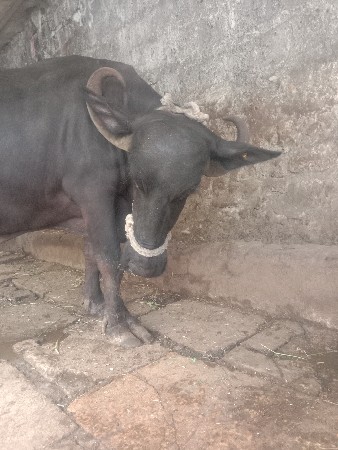 આ ભેંસ વેચવાની છે