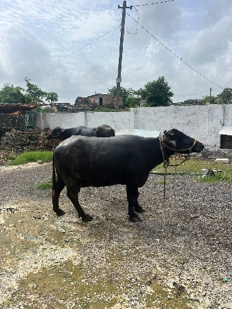 ભેંસ કચ્છી (બન્ની)