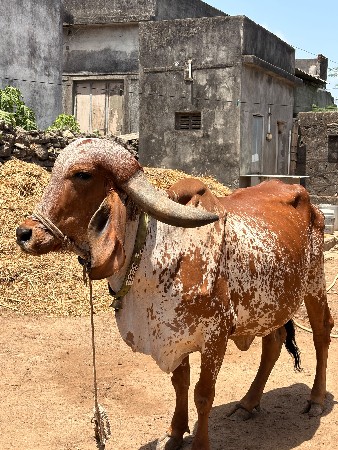 ગાય વેચવાની છે