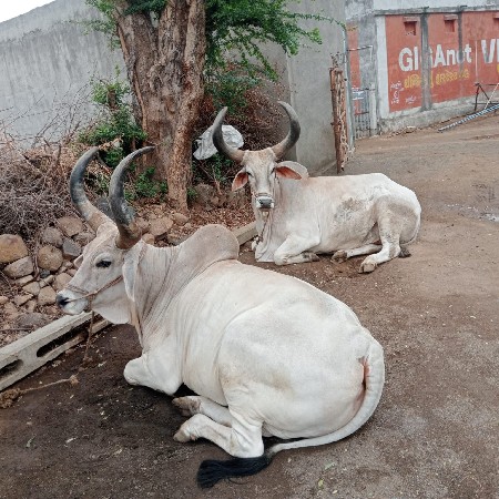 બળદ વેચવાના છે