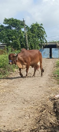 ગિર્ ગાય વેચવાની છે