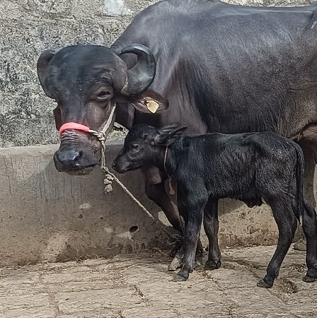 ખડૅલી વૅચવાની છૅ