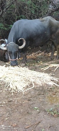 આ ભેસ વેચવાની છે