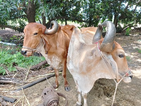 બળદ
