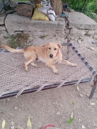 કુતરોવેચવાનો છે