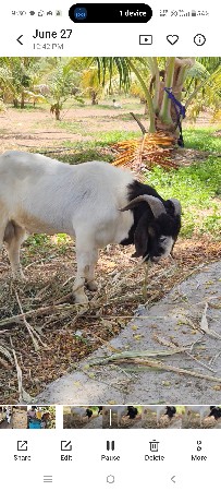 આફ્રિકા બોર.  80kg. 3વરસ નો
