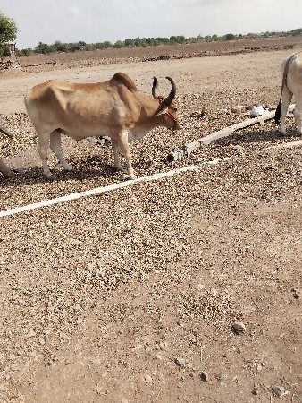 બળદ વેચવાના છે.