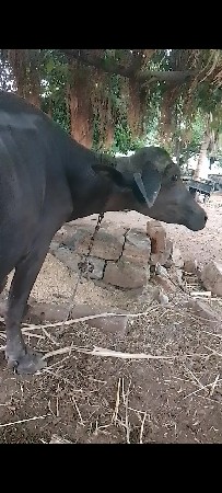 આ ભેંસ વેચવાની છે
