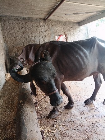 ભેંશ વેચવાની છે