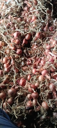 બિયારણ ડુંગળી કાંદનું