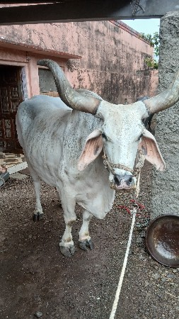 બળદ વેચવાનો શે
