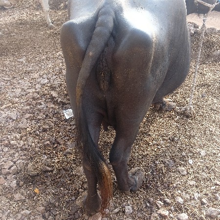 વેચવાની