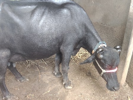 અઠવાડિયાની કાચી