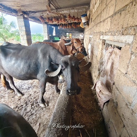 3 વેતર