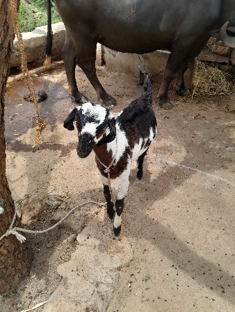 નાની બશલી