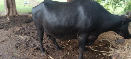 ભેંસ વેચવાની છે
