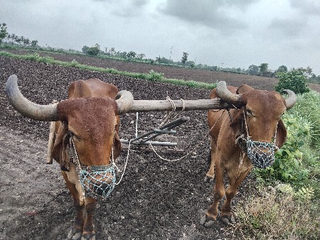 બળદ વેચવાના છે