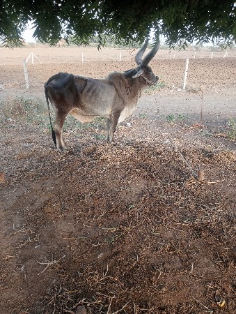 બળદ વેચવાનો છે
