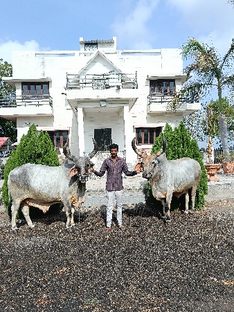 બળદ