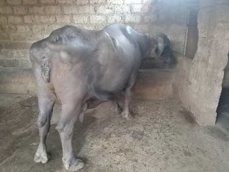 ભેંસ વેશવાની સે
