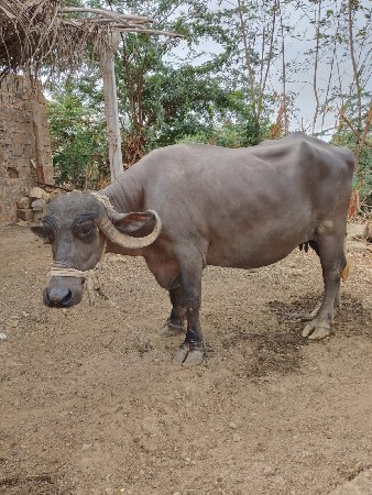 ભેંસ વેચવાની છે