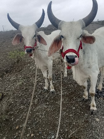 ગોઢલા વેચવા ના છે