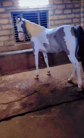 ઘોડી વેચવાની છે ં