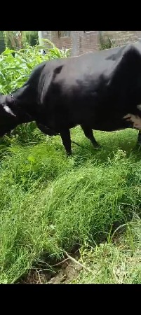ગાય વેસવાની છે