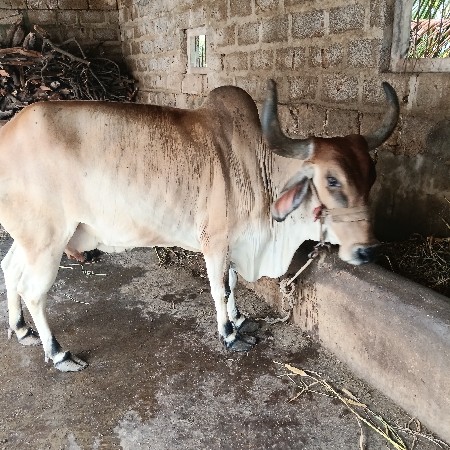 ગાય વેચવાની છે.