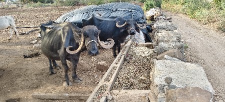 ભેંસ વેચવાની છે