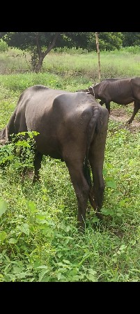 4. જાફરાબાદિ પાડી