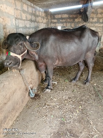 2 ભેંશ વેશવાની છે