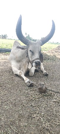 વેચવાનો