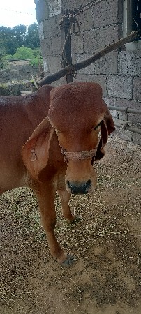 વાસળી દેવાની છે