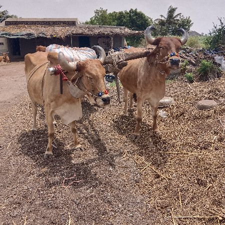 બળદ. વેચવાના‌ છે