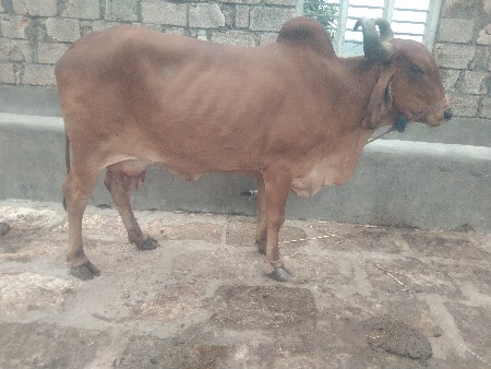 ત્રીજું વેતર વિયાણી 10 12 દિવસ થયા