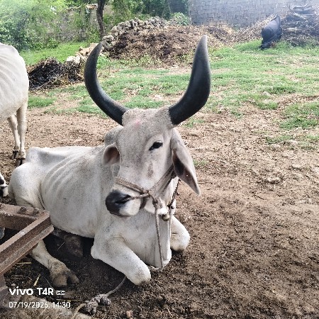 બળદ વેચવાનો છે