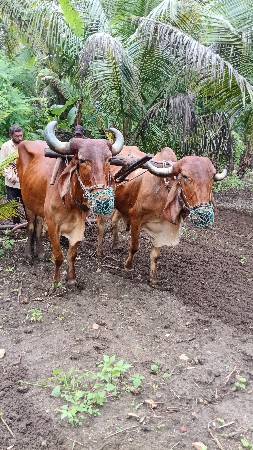 બળદ વેચવાના છે