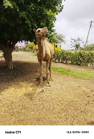 ઊટ વેશવા નોછે