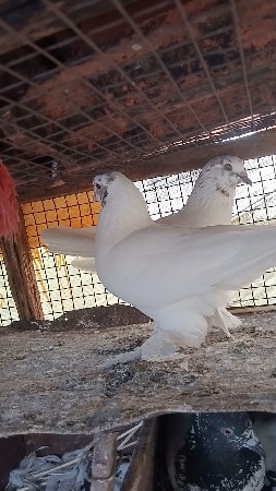 કબૂતર